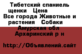 Тибетский спаниель щенки › Цена ­ 60 000 - Все города Животные и растения » Собаки   . Амурская обл.,Архаринский р-н